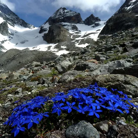 Alpesi faház Le Chamois